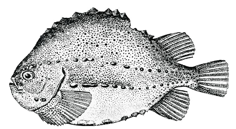 Cyclopterus lumpus_01.jpg